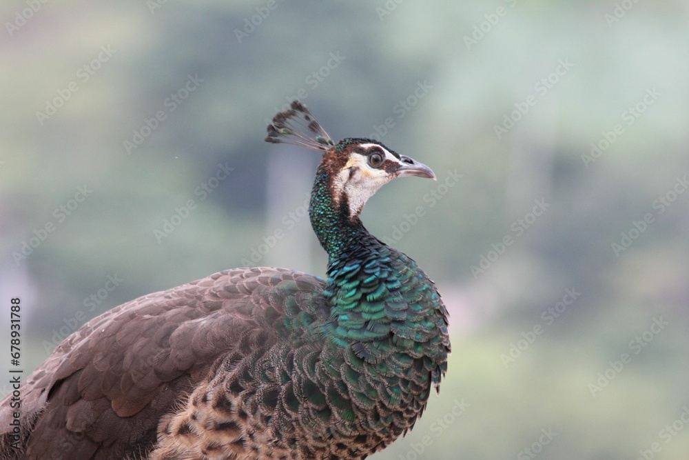 Closeup of a Peafowl in a profile side on a blurred background Closeup of a Peafowl in a profile side on a blurred background