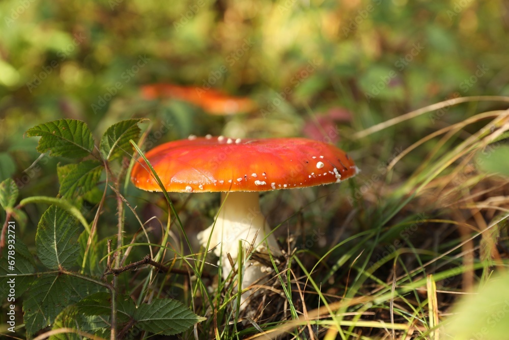 Fresh wild mushroom growing in forest, closeup Fresh wild mushroom growing in forest, closeup