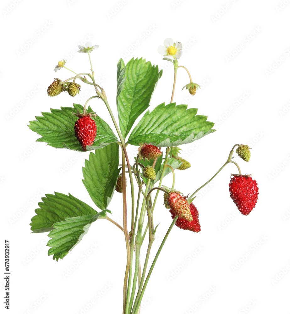 Stems of wild strawberry with berries, green leaves and flowers isolated on white