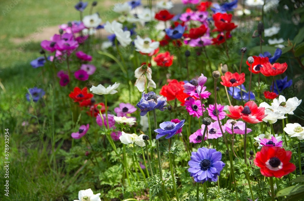 Closeup of colorful Poppy anemone flowers growing in a field
