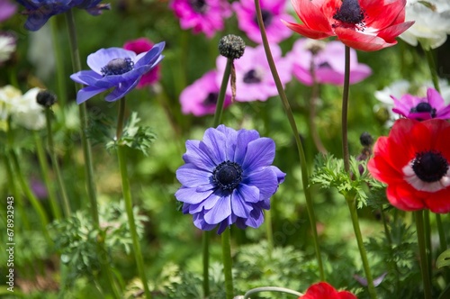 Closeup shot of blooming bright colorful anemone flowers on a field photo