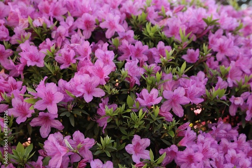 Beautiful Rhododendron bush with pink flowers growing outdoors