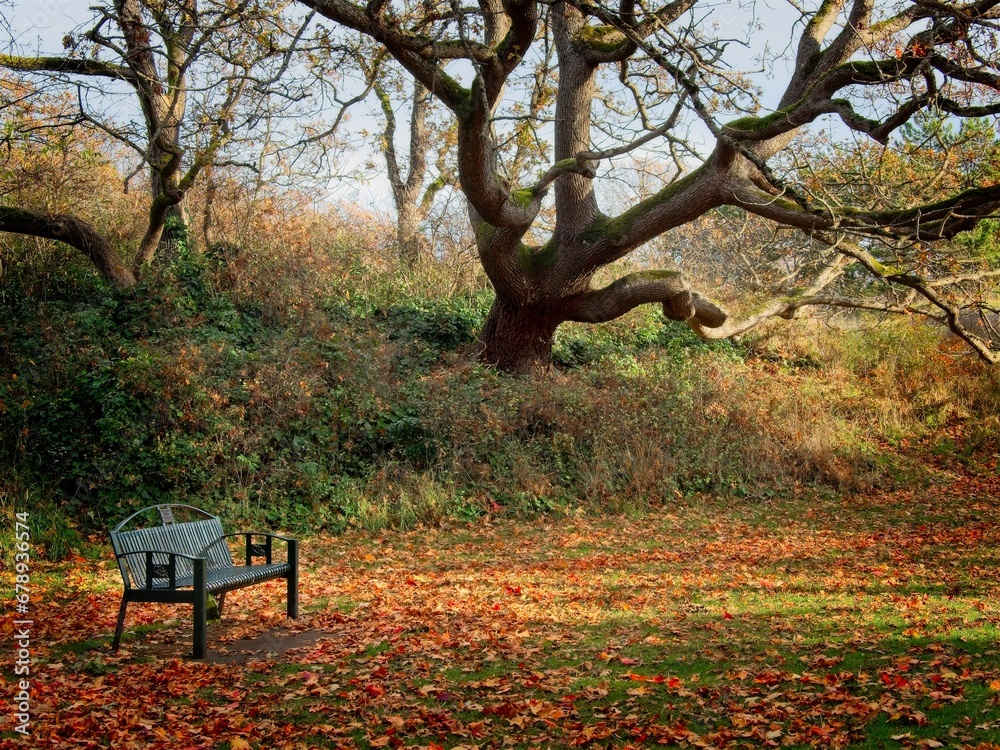 Autumn foliage and comfortable benches in the Beacon Hill Park, Victoria BC