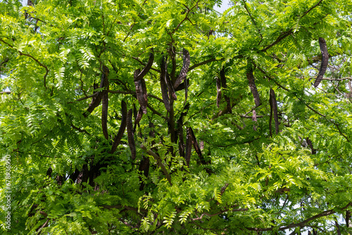 Принти на полотні A carob (Ceratonia siliqua), an evergreen tree or shrub of the legume family, Fa