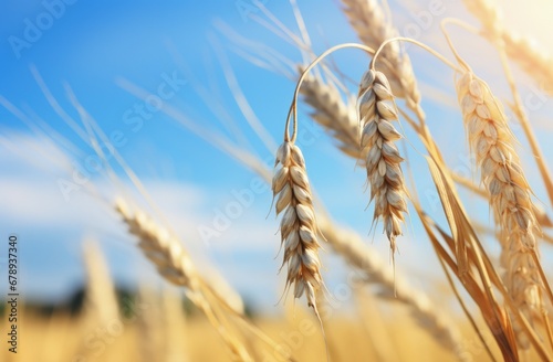 Illustration of ears of wheat, blue sky in the background, agriculture concept. Generative AI