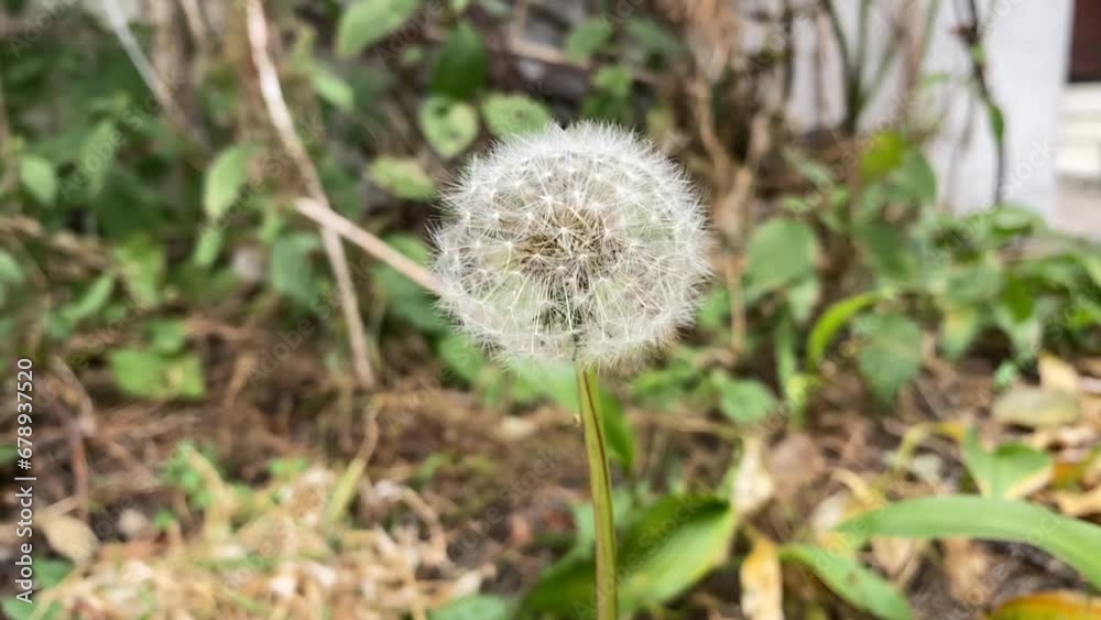 Dandelion seeds swaying in the wind, slow motion Dandelion seeds swaying in the wind, slow motion
