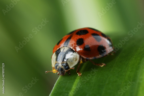 Red ladybug on green leaf against blurred background, macro view