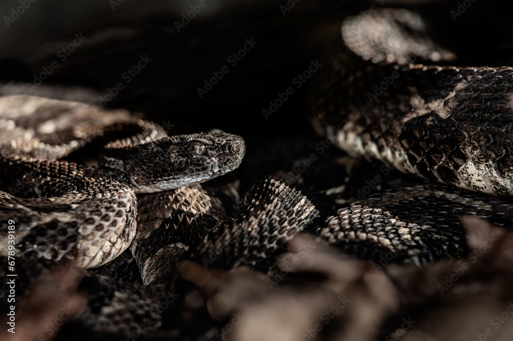 New York timbers rattlesnakes basking on the edge of their overwintering den on a chilly November day