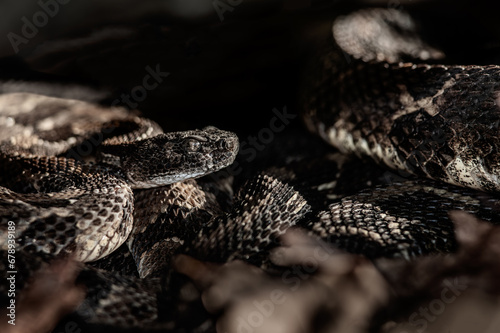 New York timbers rattlesnakes basking on the edge of their overwintering den on a chilly November day photo