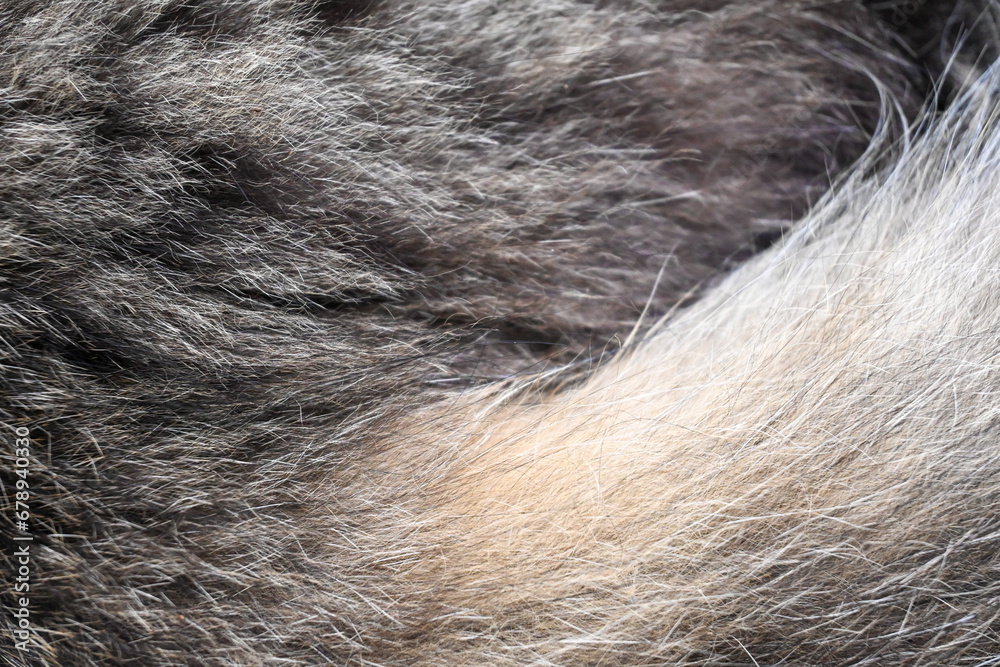abstract background of gray Persian cat fur. Hair cat. 
