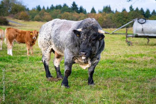Bulle auf Weide