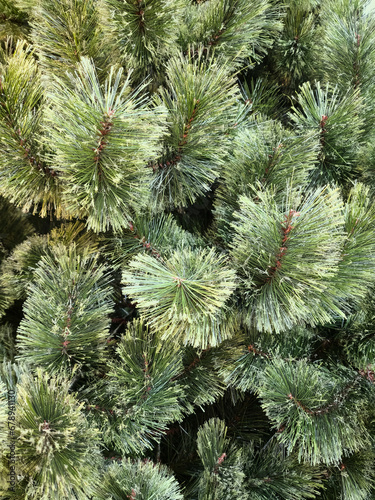 Christmas background with pine leaves