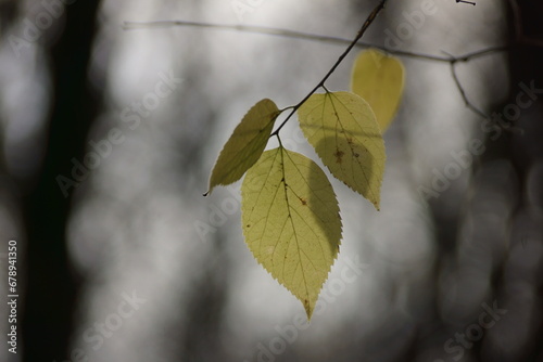 Green leaf in autumn against a gray sky
