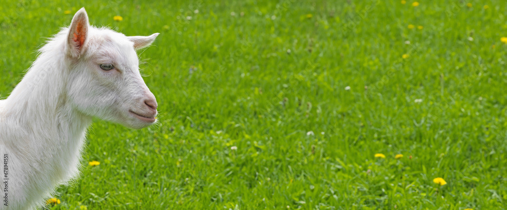an young whte goat in the garden an young whte goat in the garden