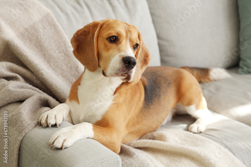 Cute Beagle dog lying on sofa at home © Pixel-Shot