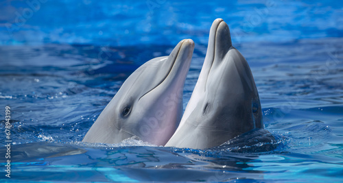 Close-up of a pair of dolphins