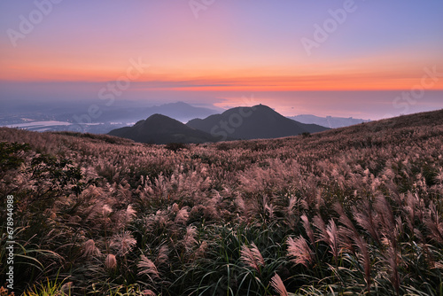 Chinese silvergrass in sunset background at Yangmingshan National Park, Taipei, Taiwan 