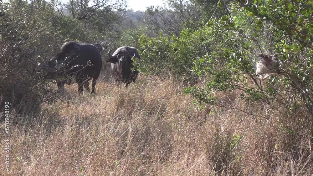 A lioness recognizes she's outnumbered and flees from a herd of african buffalo A lioness recognizes she's outnumbered and flees from a herd of african buffalo
