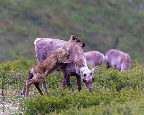 Caribou calf hugging its mother