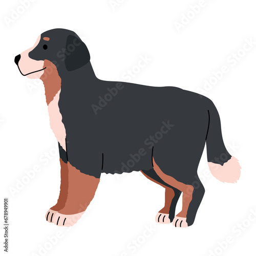 dog breed bernese mountain