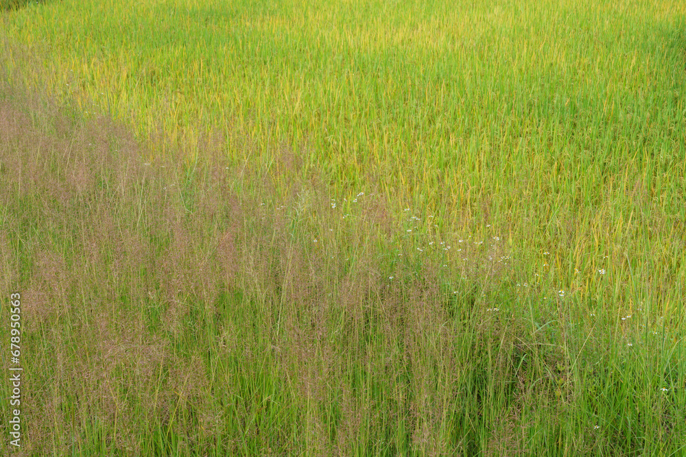 Rice with high grass background Rice with high grass background