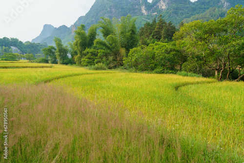 Rice field during harvesting season in Trung Khanh, Cao Bang province, Vietnam
