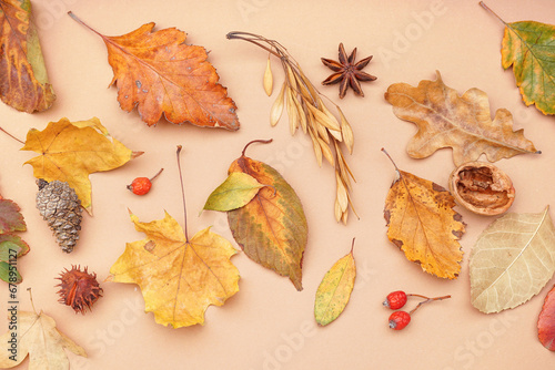 Beautiful autumn composition on beige background