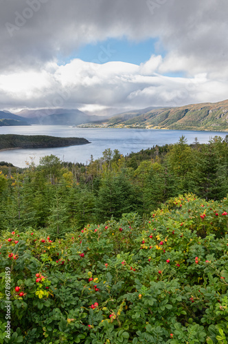 Scenic portrait view of colorful Bonne bay and mountains from Norris Point Lookout Newfoundland with rose hip bushes 