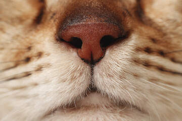 Adorable cat, macro photo of muzzle. Lovely pet