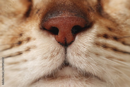 Fototapeta Naklejka Na Ścianę i Meble -  Adorable cat, macro photo of muzzle. Lovely pet