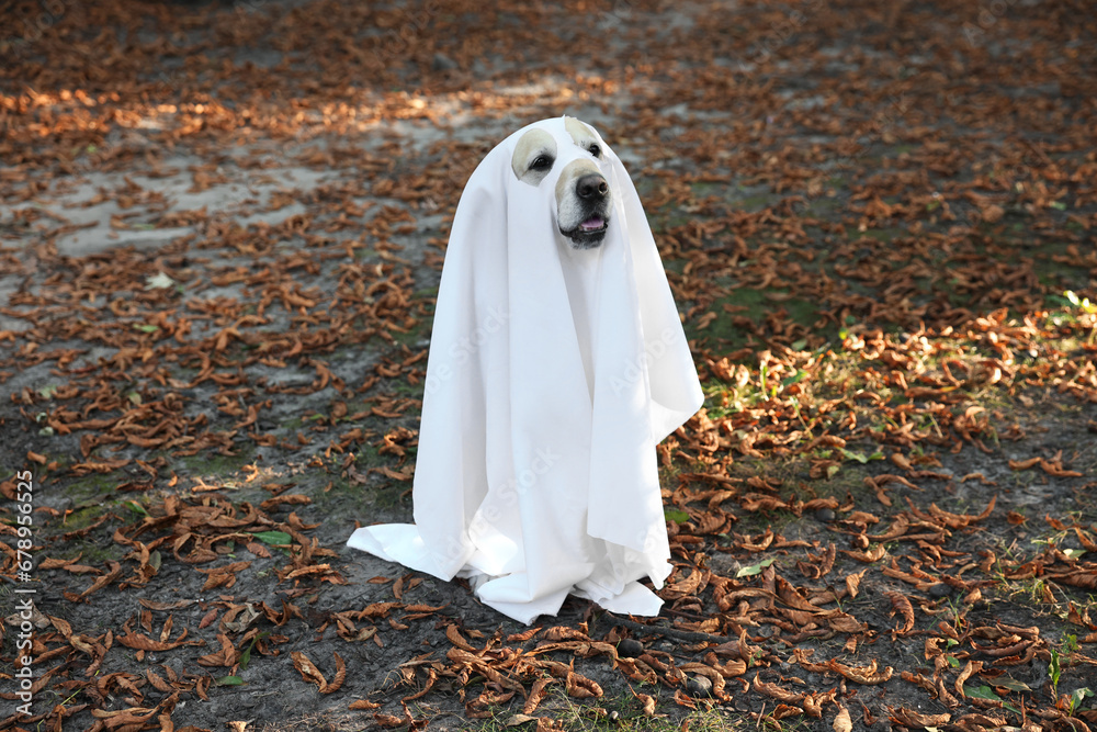 Cute Labrador Retriever dog wearing ghost costume in autumn park on Halloween Cute Labrador Retriever dog wearing ghost costume in autumn park on Halloween