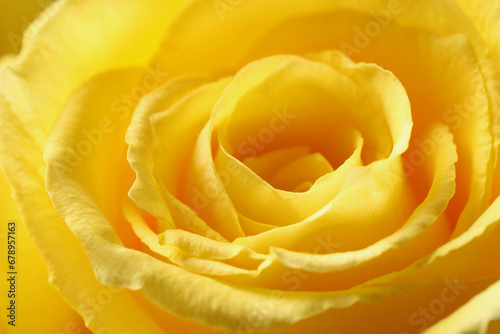 Beautiful rose with yellow petals as background  macro view