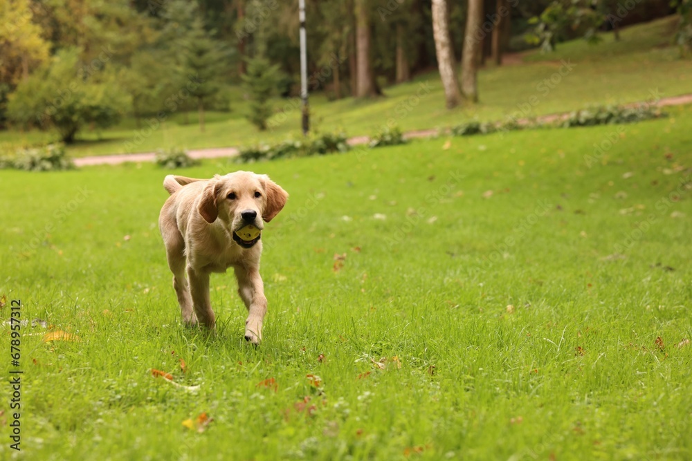 Cute Labrador Retriever puppy with ball running on green grass in park, space for text Cute Labrador Retriever puppy with ball running on green grass in park, space for text