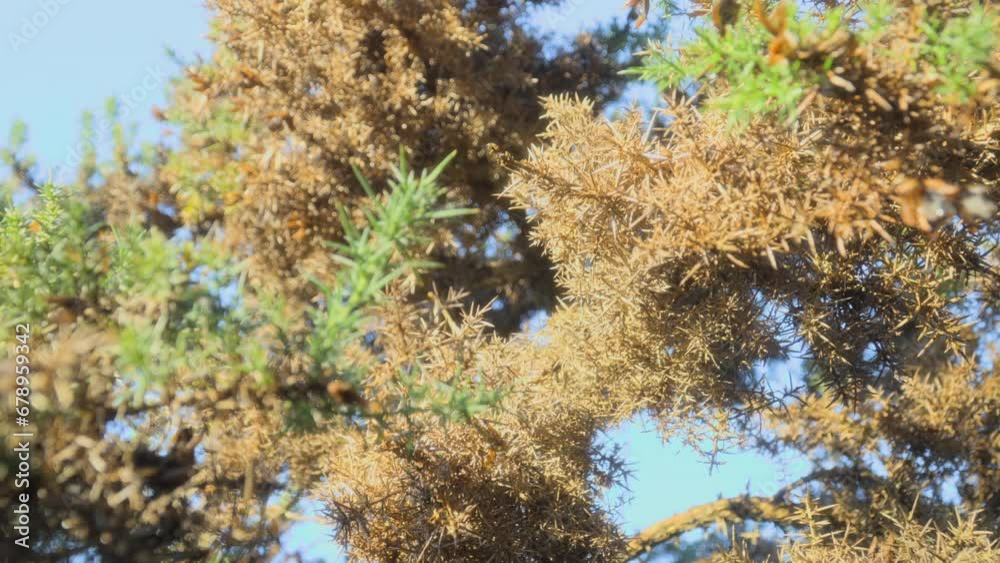 Gorse bush in autumn early morning light with slow pull out revealing more plant. Half speed slow motion. Quarter stop mist filter. Gorse bush in autumn early morning light with slow pull out revealing more plant. Half speed slow motion. Quarter stop mist filter.