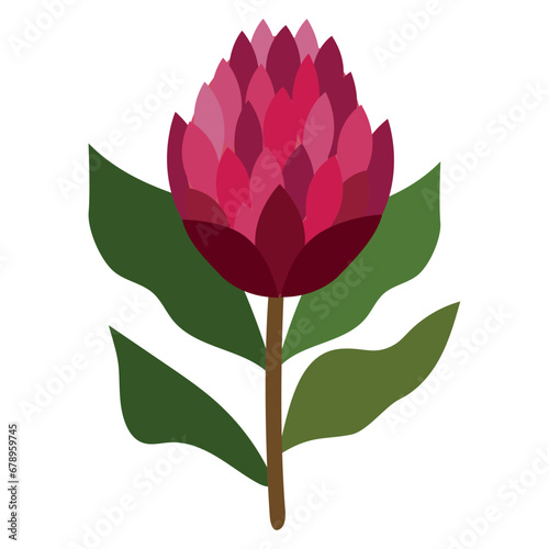 south africa king protea