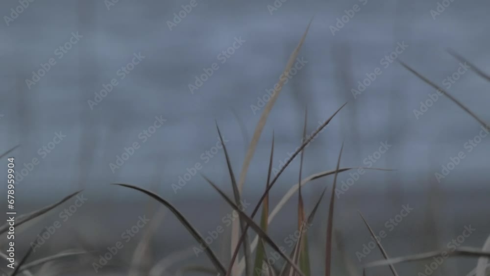 海岸に揺れる冬の枯れ草 海岸に揺れる冬の枯れ草
