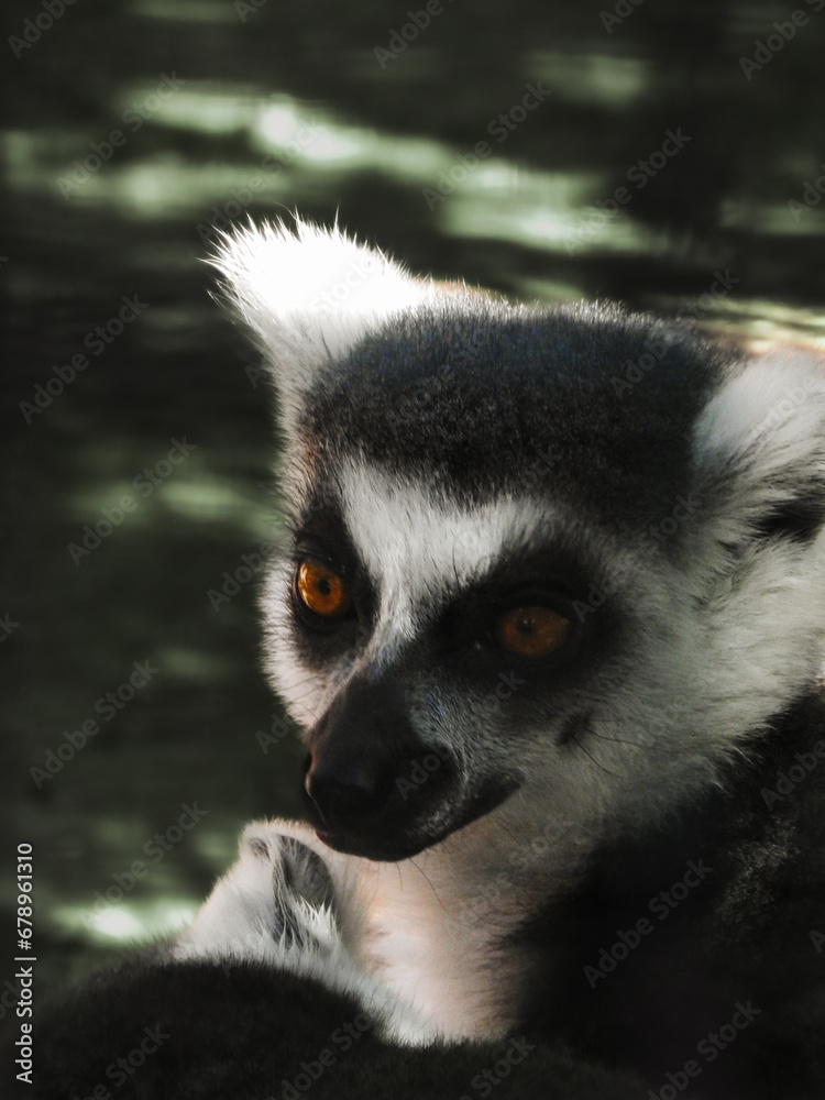 Obraz premium Lemur portrait 