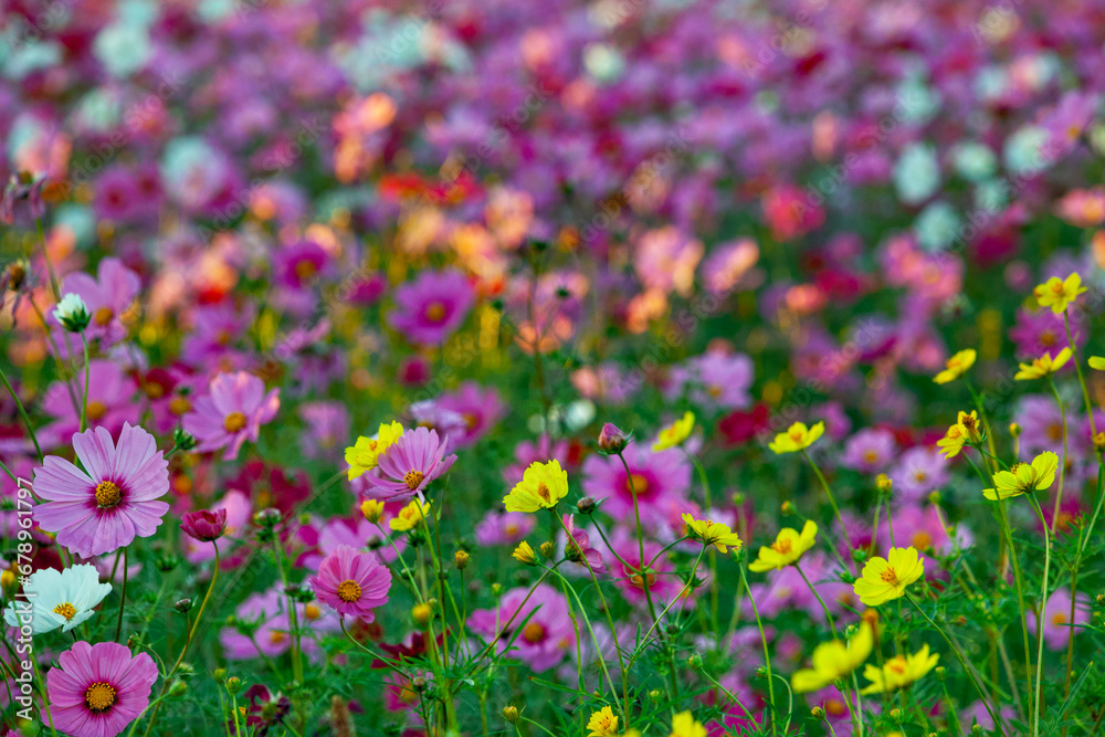 Obraz premium cosmos flower