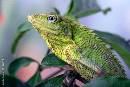 Maned Forest Lizard on a tree branch