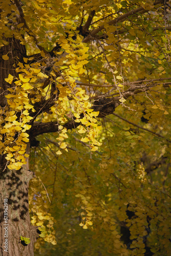 ginkgo tree leaves