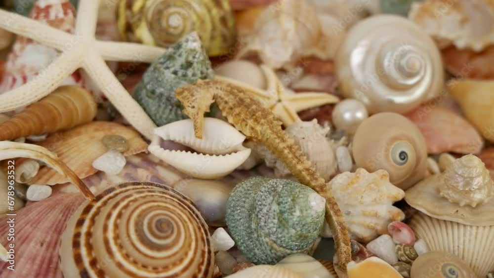 Seashells, starfishes and corals with pearls close-up Seashells, starfishes and corals with pearls close-up