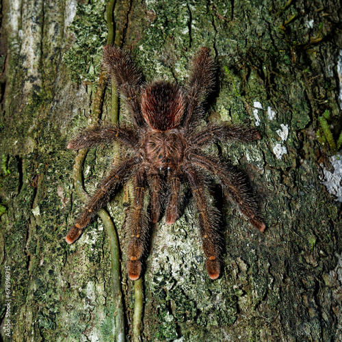 A pink footed tarantula on a tree at night in the Amazonian rainforest photo
