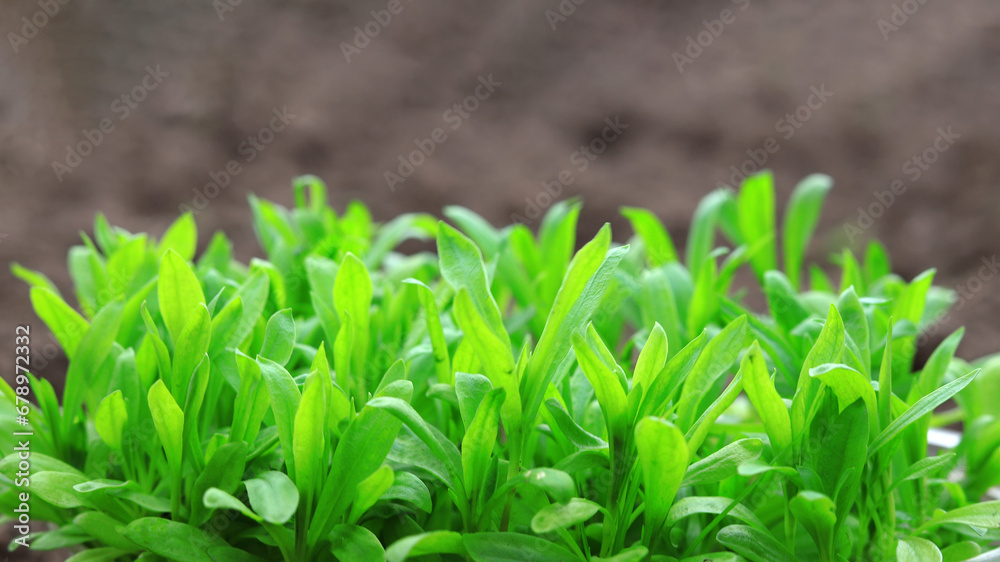 Obraz premium Green young plants. Selective focus.