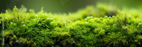 Background of moss macro lens