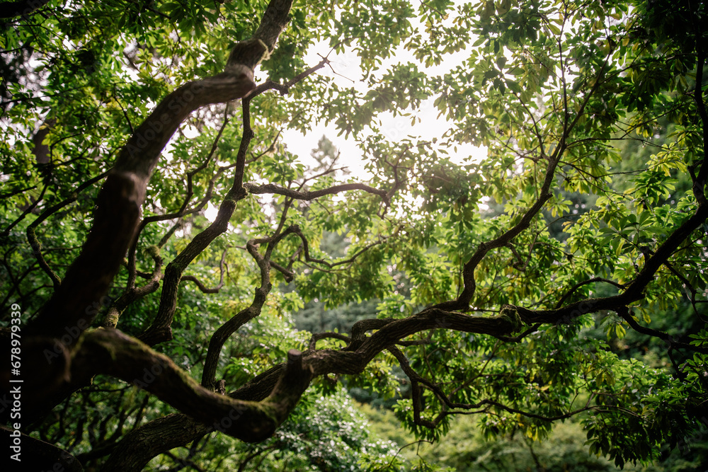 Fototapeta premium tree in the forest