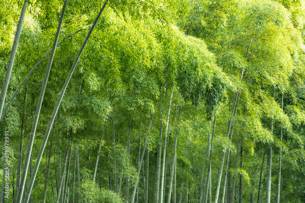 Fototapeta premium 瑞々しい新緑の竹林