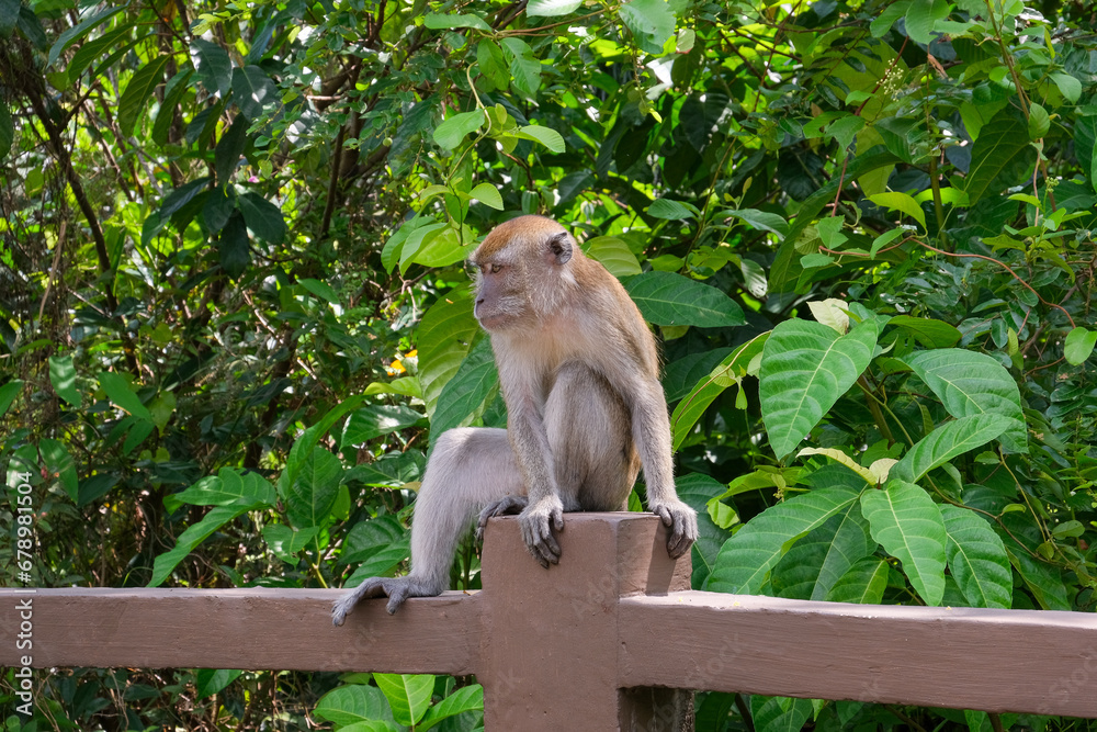 Naklejka premium A playful and wild gray-brown monkey is squatting on the railing at a corner of Cyberjaya Public Park, savoring the comfortable morning temperature and the fresh air.