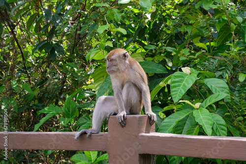A playful and wild gray-brown monkey is squatting on the railing at a corner of Cyberjaya Public Park, savoring the comfortable morning temperature and the fresh air. © JianAnn