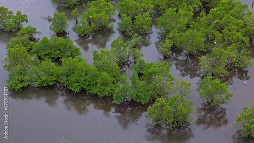 An aerial drone shot of vast mangroves with brown murky waters. Aerial drone shot, daytime.  photo