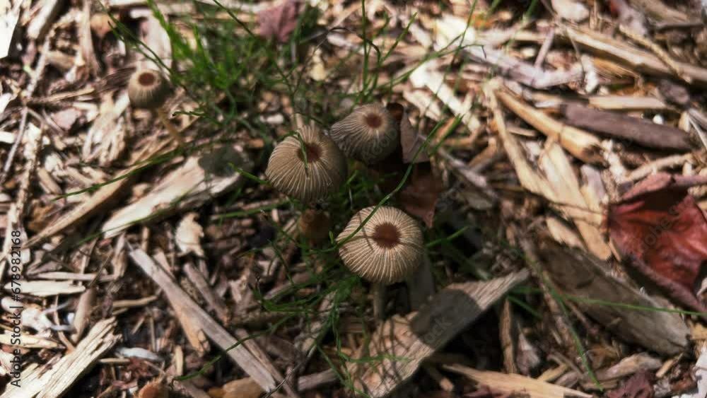 Top view of umbrella-shaped Goldenhaired Inkcap Parasola auricoma fungus Top view of umbrella-shaped Goldenhaired Inkcap Parasola auricoma fungus